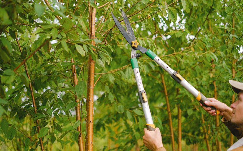 Tree trimming in Verden, OK