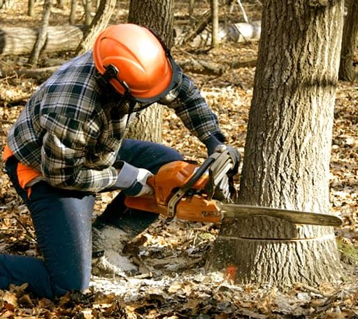 Tree Removal in Verden, OK